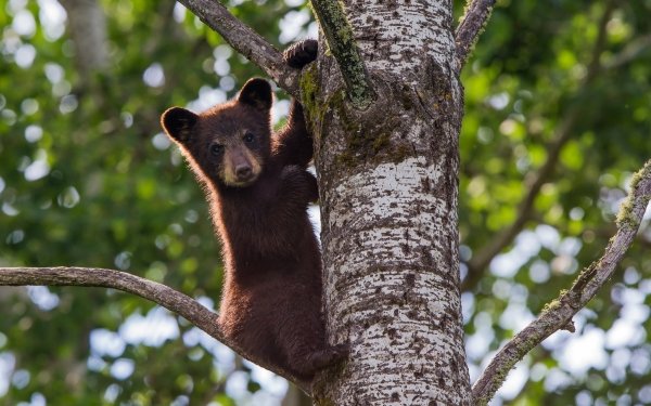 Animal Bear Bears Cub Baby Animal Bokeh HD Wallpaper | Background Image