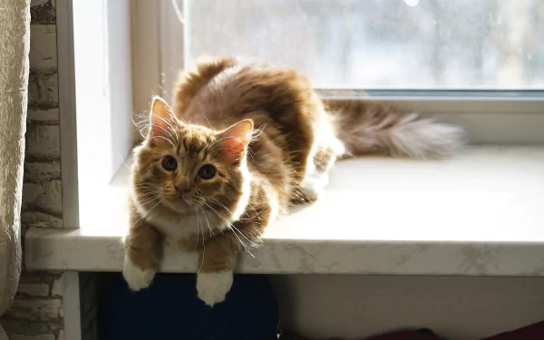 sunny Animal cat HD Desktop Wallpaper | Background Image