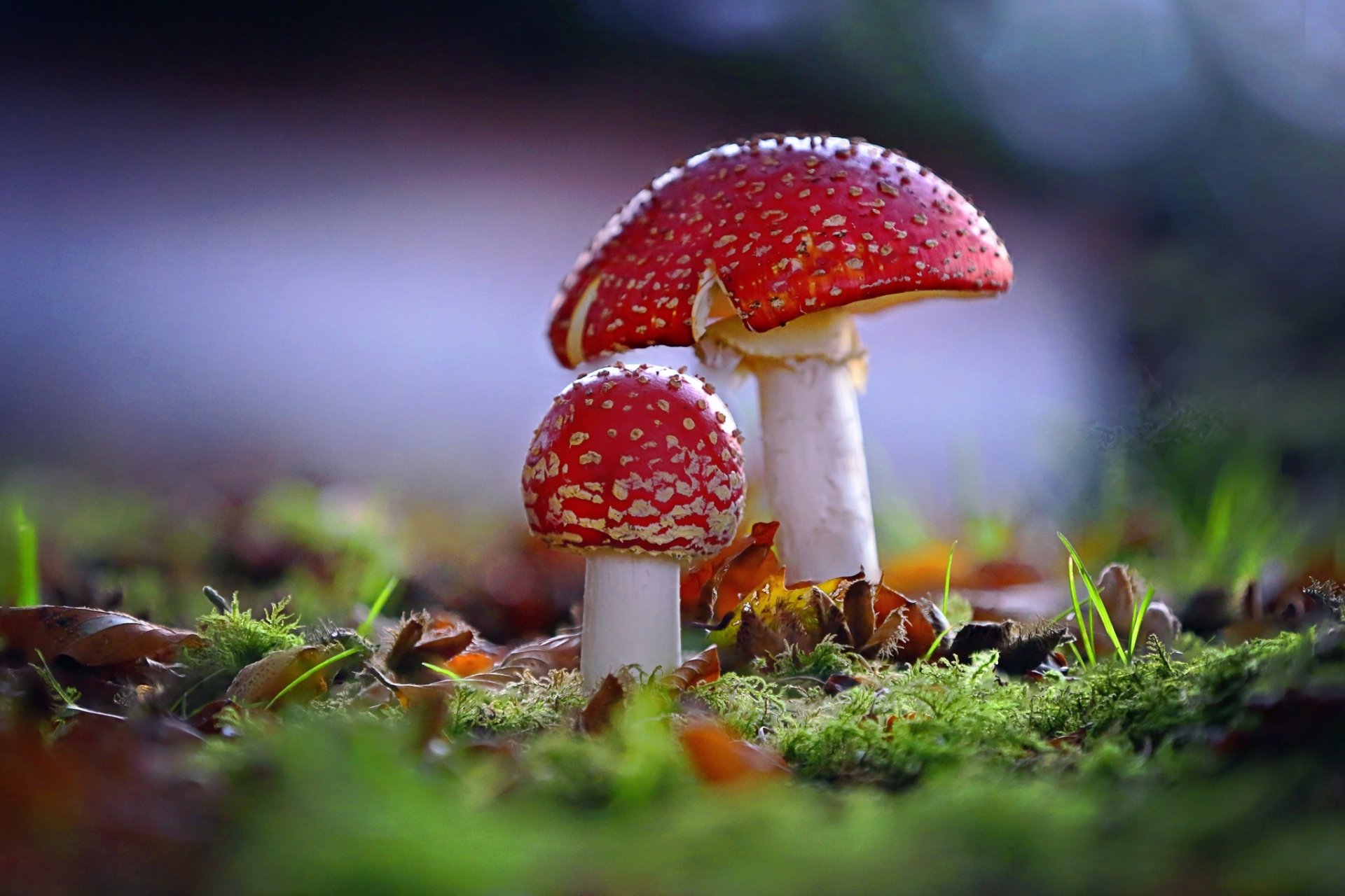 Download Macro Fall Nature Mushroom HD Wallpaper