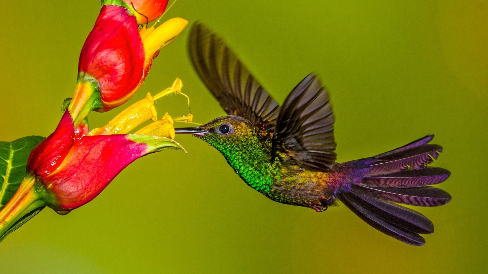 Колибри Южной Америки. Опыление Колибри. Колибри на Бали. Колибри опыляют растения. Красивые птички колибри