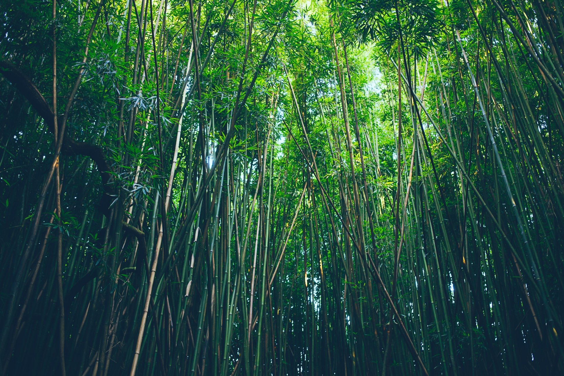 Lush green bamboo forest captured in 4K Ultra HD, showcasing tall, slender stalks and dense foliage, creating a serene natural atmosphere for a PC desktop background.