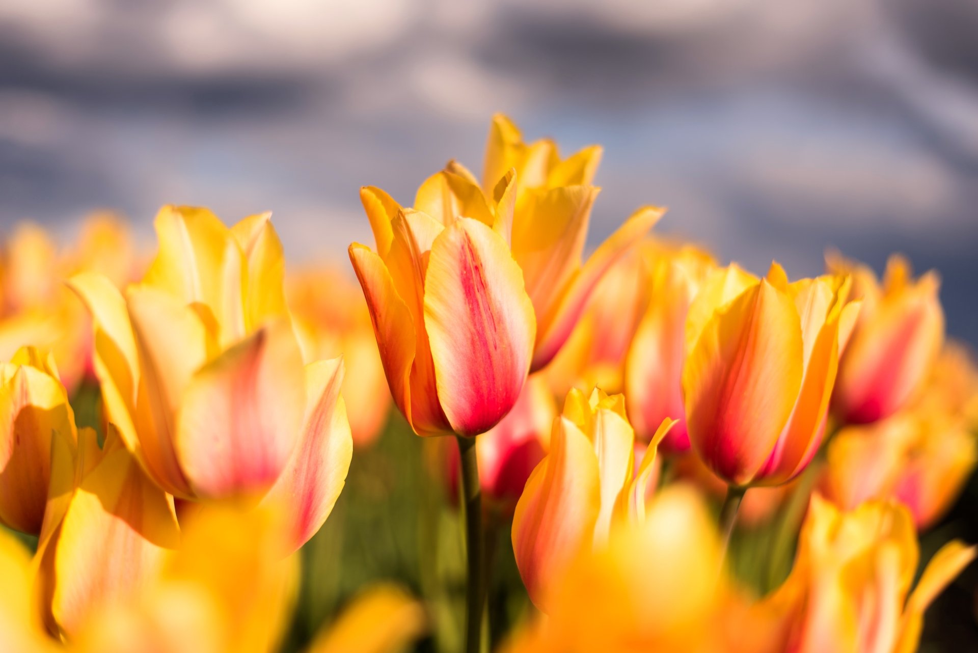 Download Summer Close-up Yellow Flower Flower Nature Tulip 4k Ultra HD ...