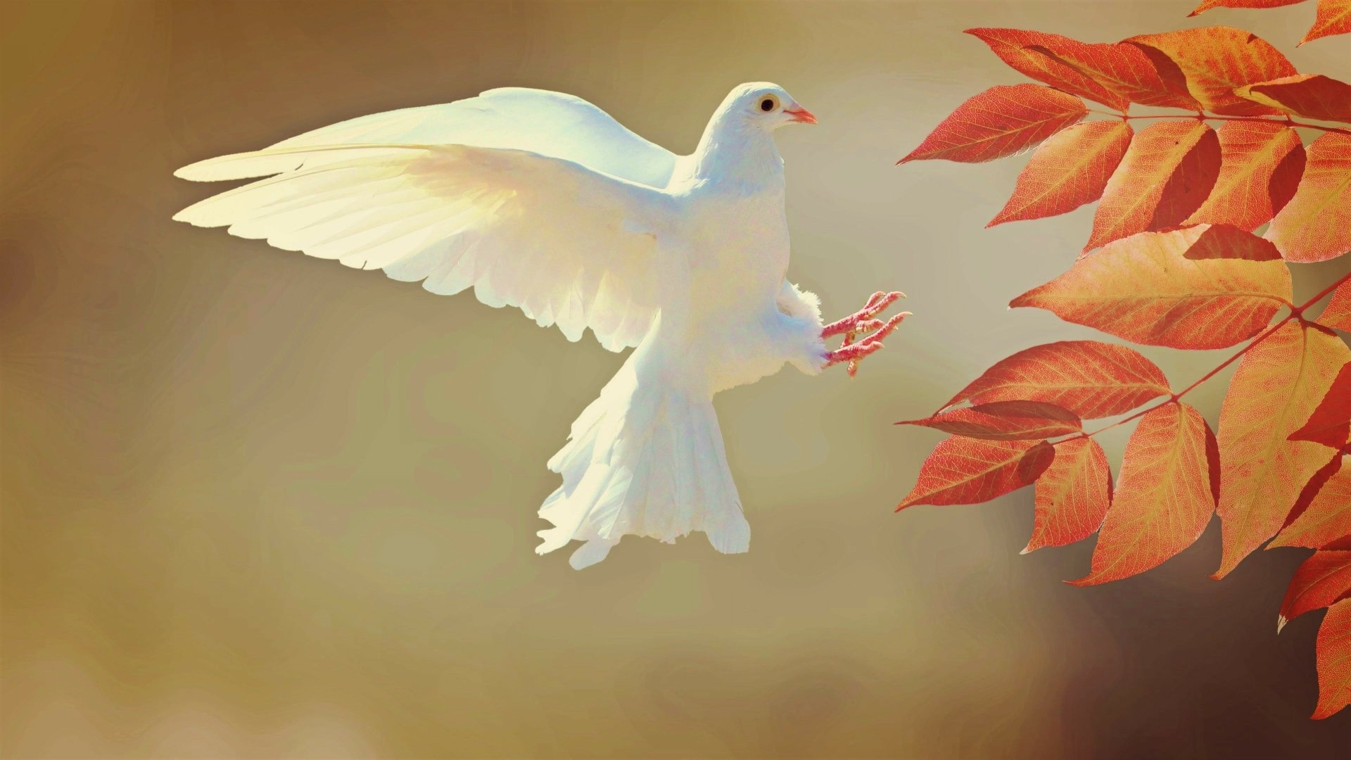 A white dove in mid-flight against a soft background, approaching vibrant red-orange leaves, rendered in 4K Ultra HD for a stunning PC desktop wallpaper.