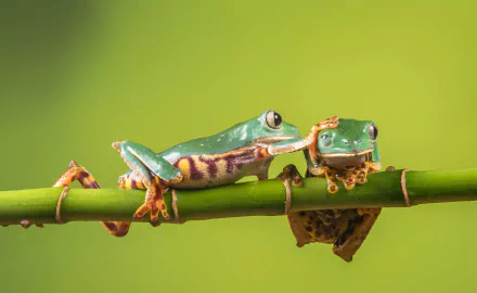 Two vibrant green tree frogs perched on a bamboo stalk, captured in sharp detail against a smooth green background in this 4K Ultra HD desktop wallpaper.