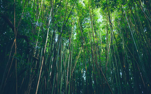 Lush green bamboo forest captured in 4K Ultra HD, showcasing tall, slender stalks and dense foliage, creating a serene natural atmosphere for a PC desktop background.