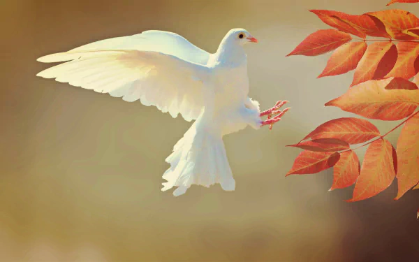 A white dove in mid-flight against a soft background, approaching vibrant red-orange leaves, rendered in 4K Ultra HD for a stunning PC desktop wallpaper.