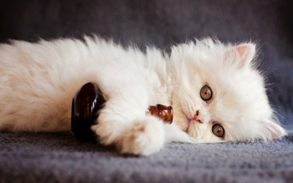 Animal Cat Cats Kitten White Fluffy HD Wallpaper | Background Image