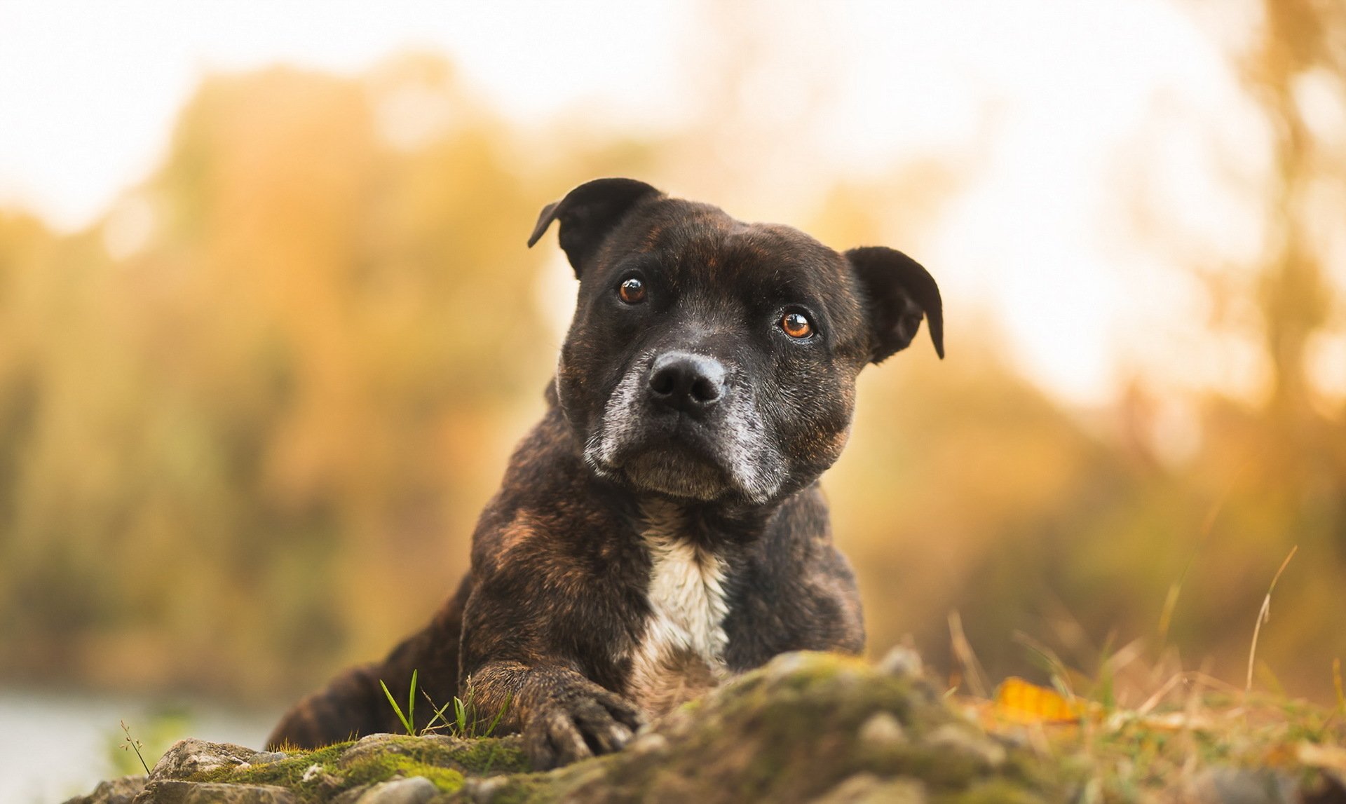 Pit Bull in Autumn - HD Wallpaper