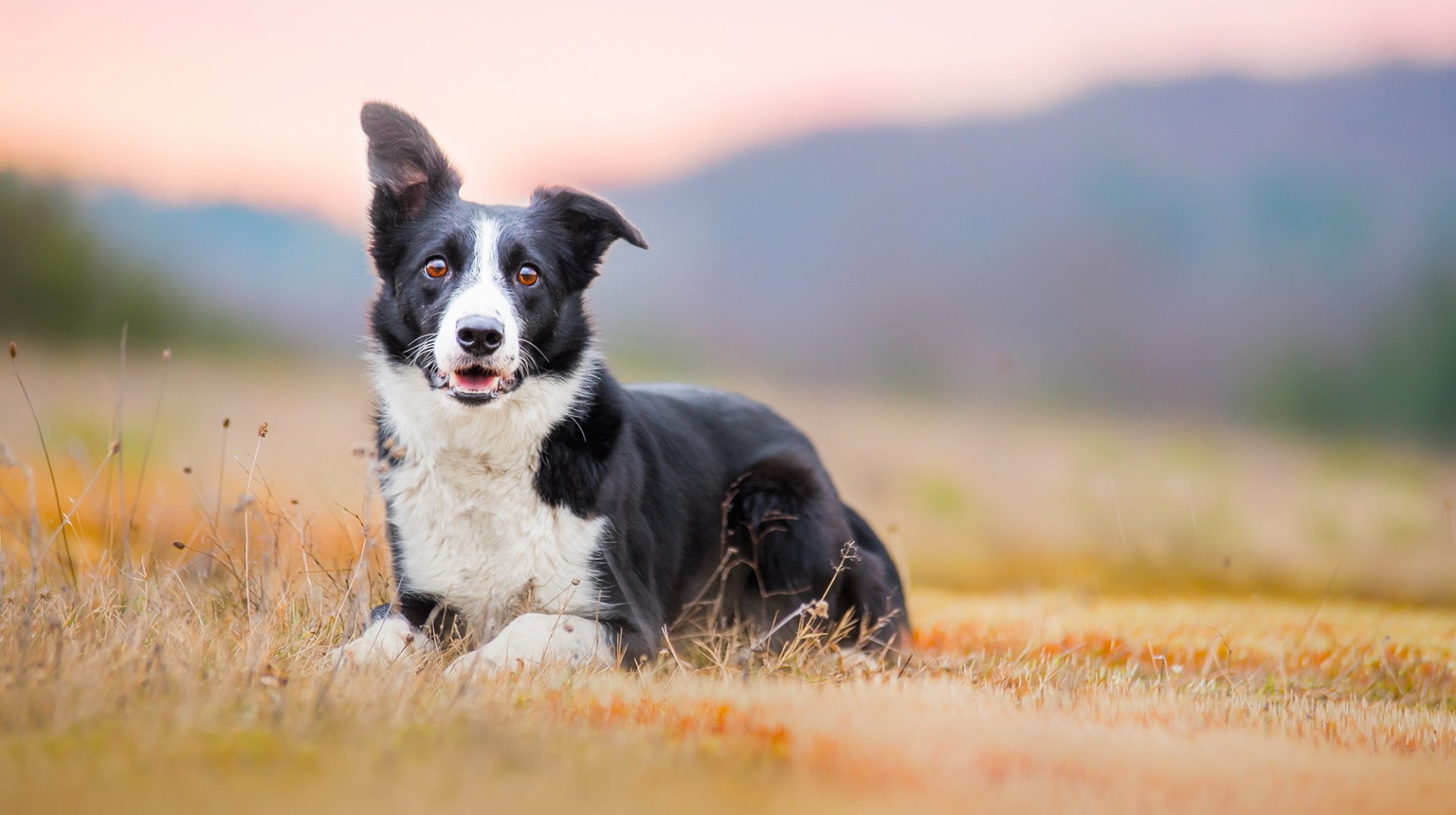 Download Stare Blur Dog Animal Border Collie HD Wallpaper