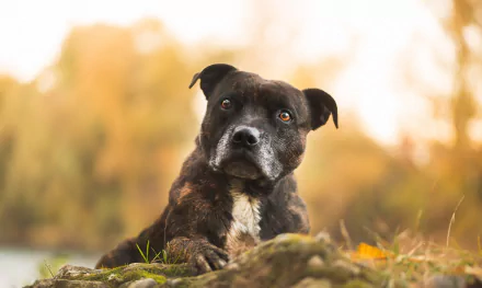 A pit bull with a focused depth of field lies on the ground, featuring a detailed close-up of its muzzle. The image, set in an autumn landscape, serves as an HD desktop wallpaper and background.