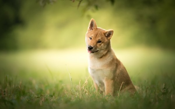 Animal Shiba Inu Dogs Dog Blur Grass HD Wallpaper | Background Image