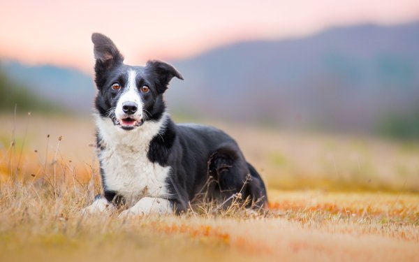 Animal Border Collie Dogs Dog Blur Stare HD Wallpaper | Background Image