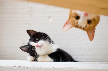HD desktop wallpaper featuring an adorable black-and-white kitten relaxing while a curious orange-and-white kitten peers playfully from above.