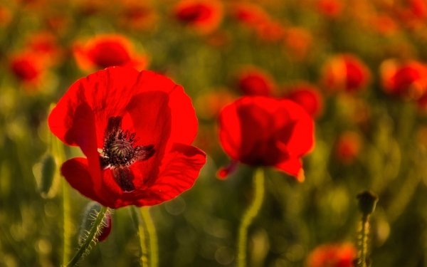 Earth Poppy Flowers Nature Flower Red Flower Summer Close-Up HD Wallpaper | Background Image