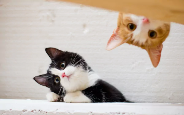 HD desktop wallpaper featuring an adorable black-and-white kitten relaxing while a curious orange-and-white kitten peers playfully from above.