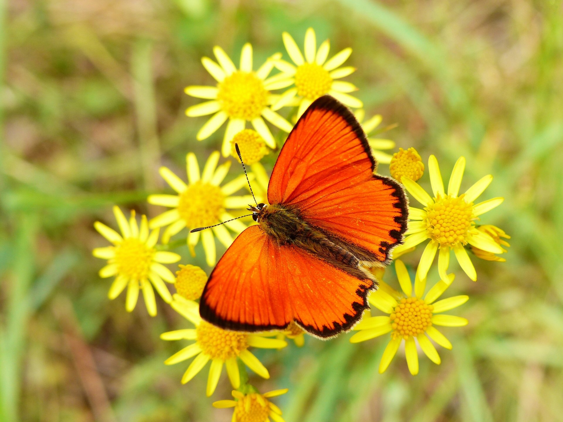 Orange Butterfly HD Wallpaper | Background Image ...