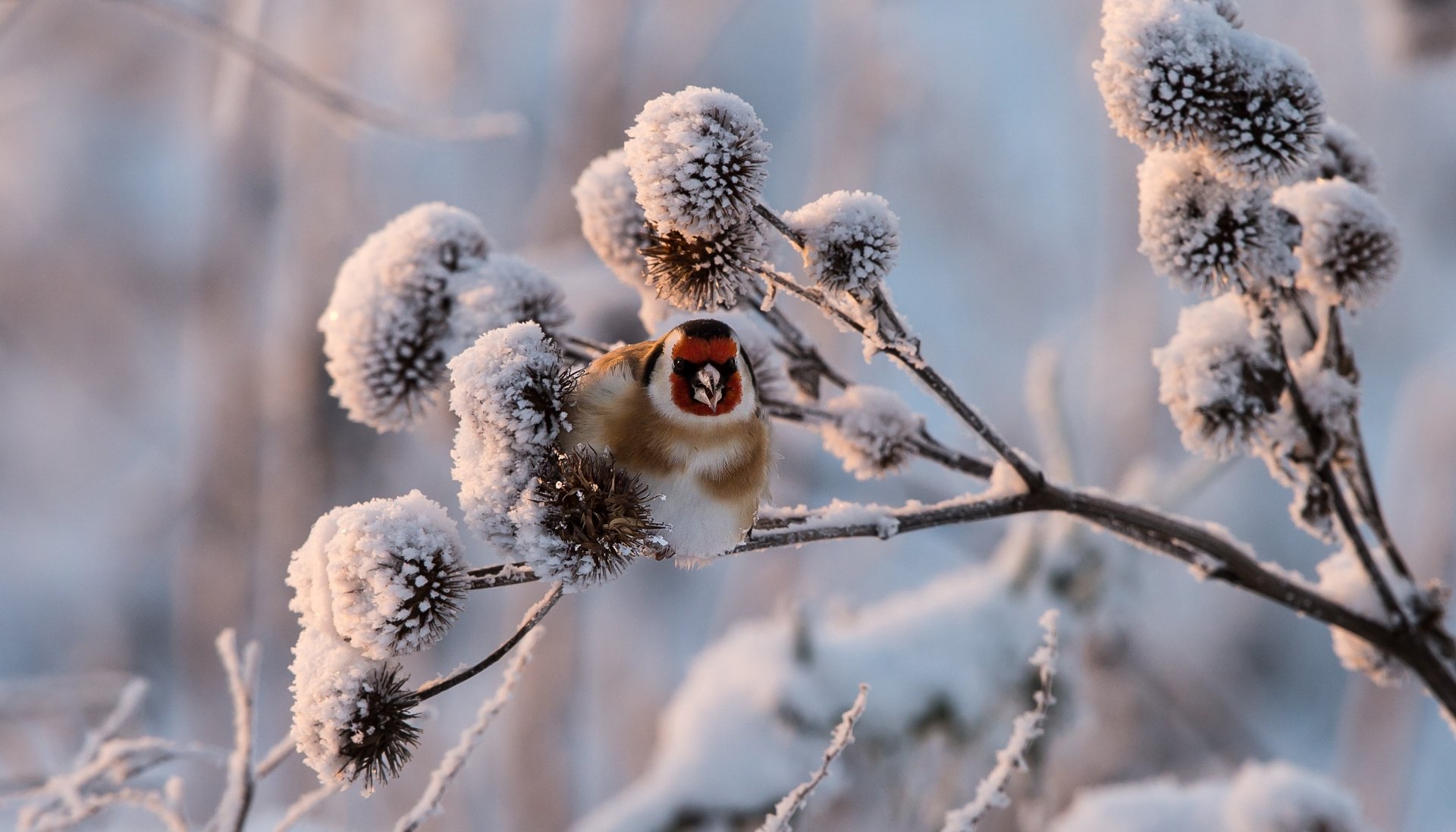 A European goldfinch perched on a snow-covered branch during winter, captured in a high-definition PC desktop wallpaper.