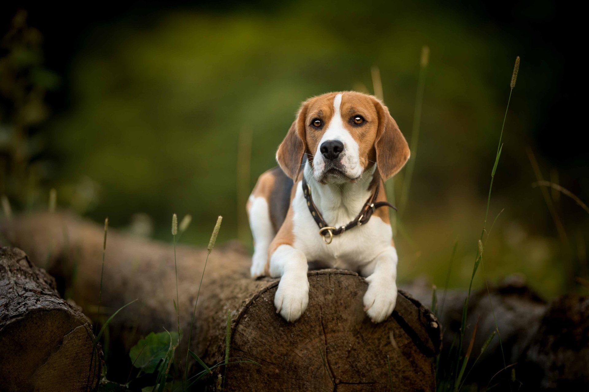 Download Dog Animal Beagle HD Wallpaper