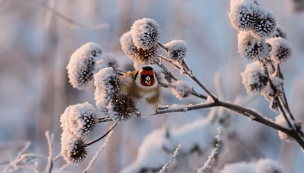 A European goldfinch perched on a snow-covered branch during winter, captured in a high-definition PC desktop wallpaper.