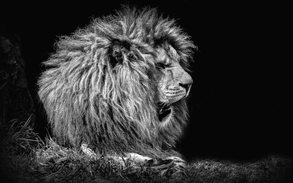 Animal Lion Cats Black & White HD Wallpaper | Background Image