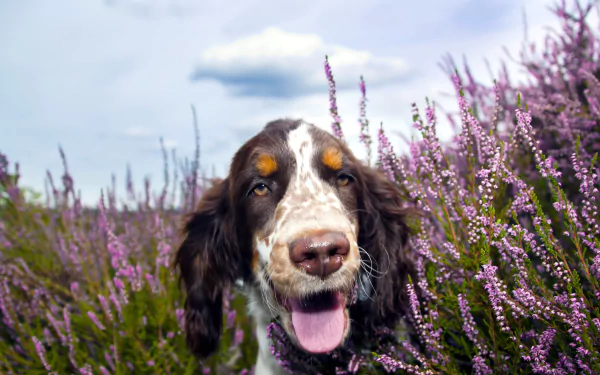 lavender purple flower muzzle dog Animal spaniel HD Desktop Wallpaper | Background Image