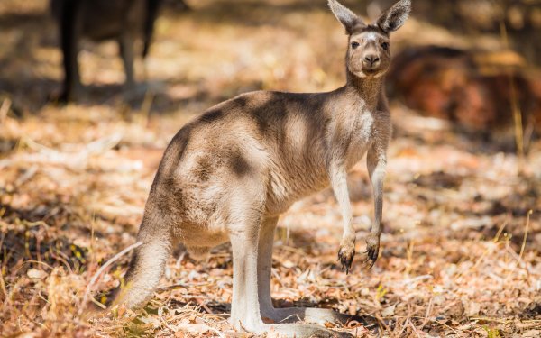 Animal Kangaroo Marsupial Australia HD Wallpaper | Background Image