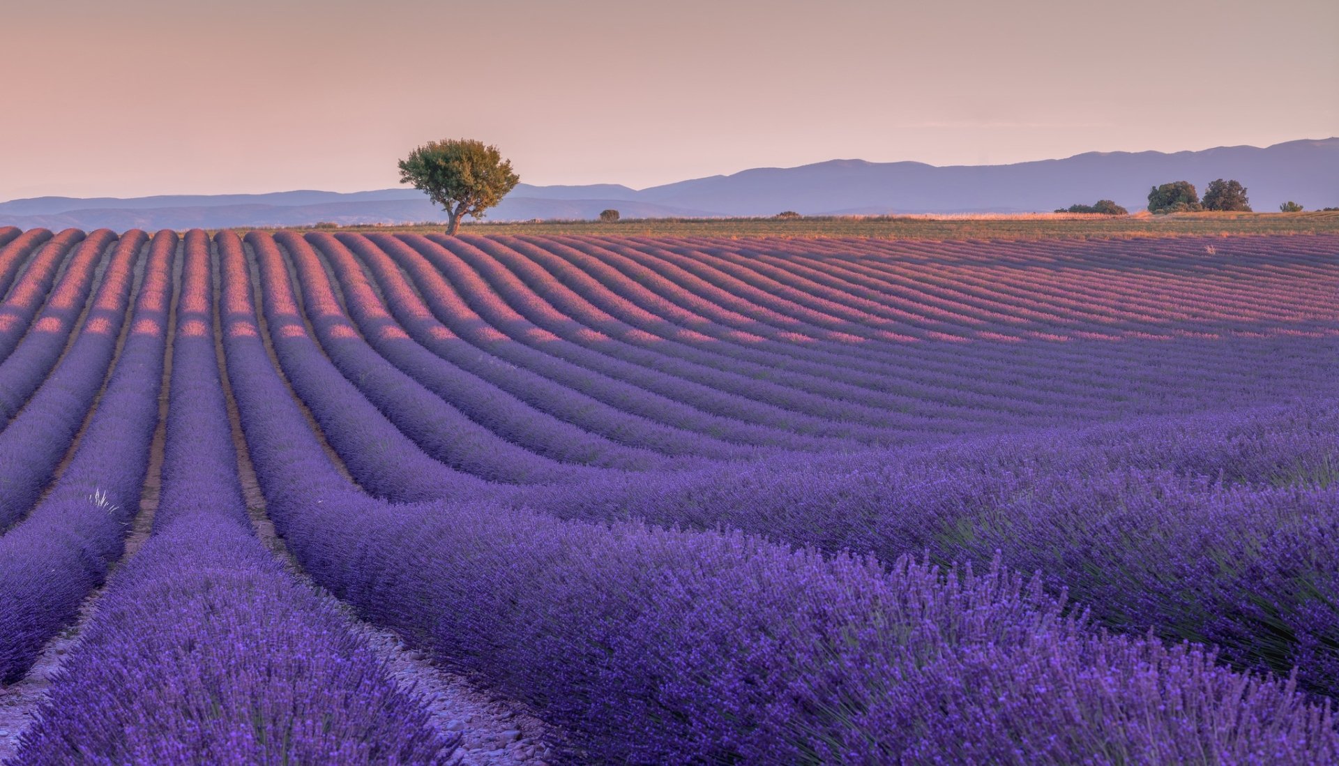 Lavender HD Wallpaper | Background Image | 2048x1171 | ID:864317 - Wallpaper Abyss