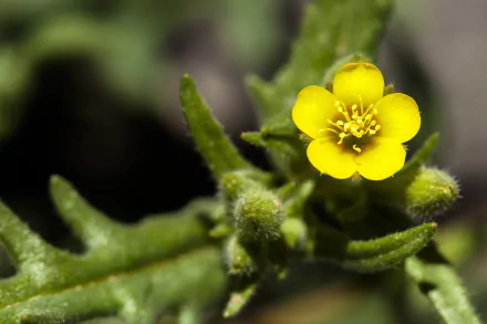  Mentzelia micrantha by Jacob W. Frank