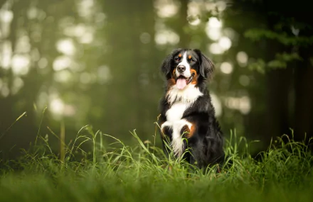 HD desktop wallpaper featuring a Bernese Mountain Dog (Sennenhund) sitting in lush grass with a bokeh background and rich depth of field highlighting the dog.