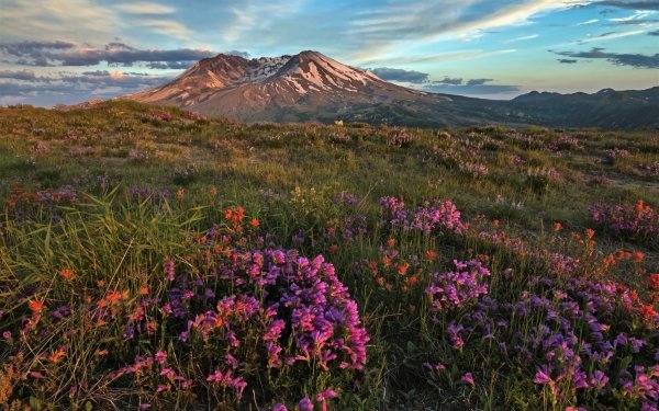 Earth Landscape Mount St. Helens National Volcanic Monument Flower Volcano Pink Flower HD Wallpaper | Background Image