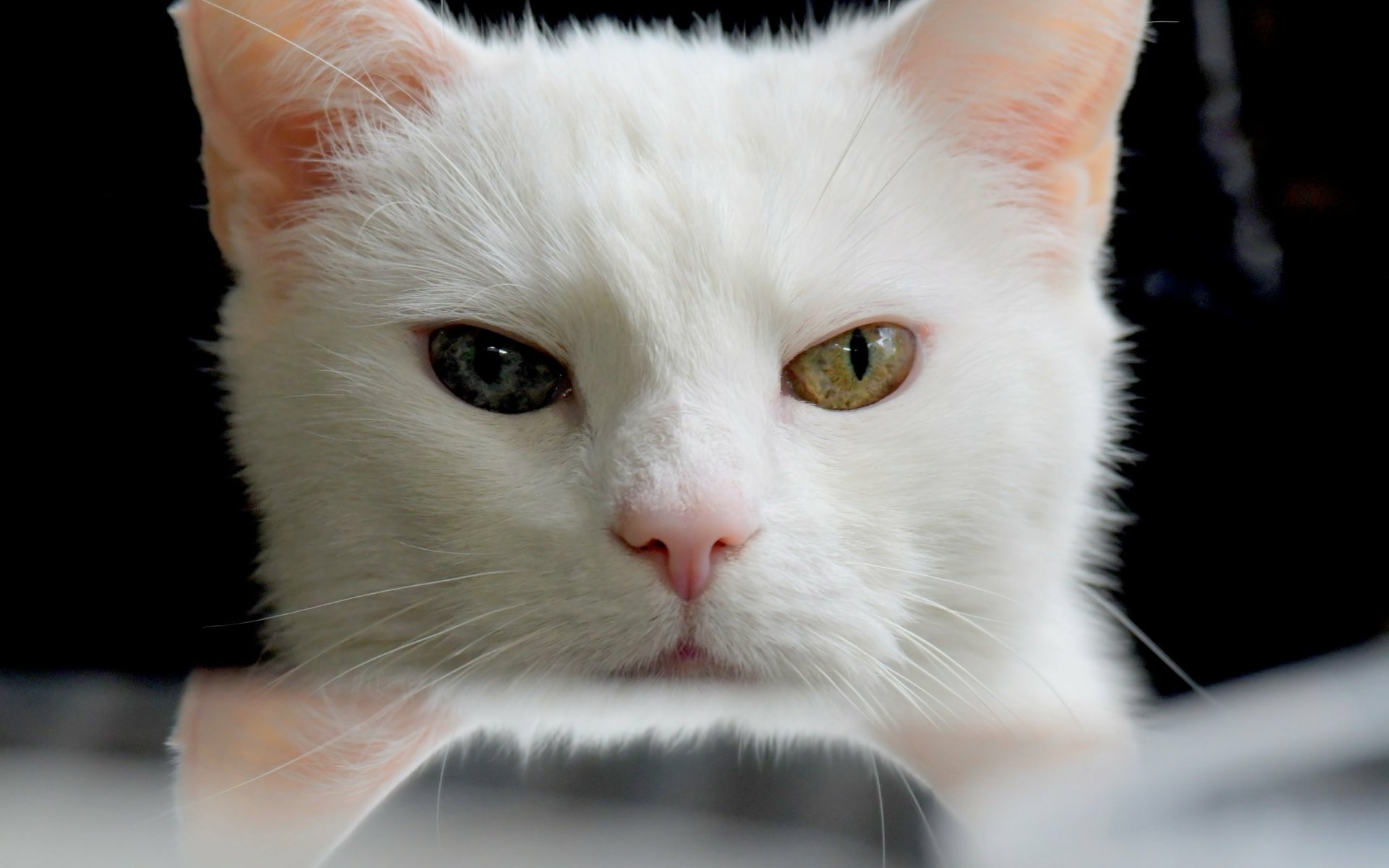 Download Close-up Stare Animal Cat HD Wallpaper | 2560x1600 | Wallpaper ...