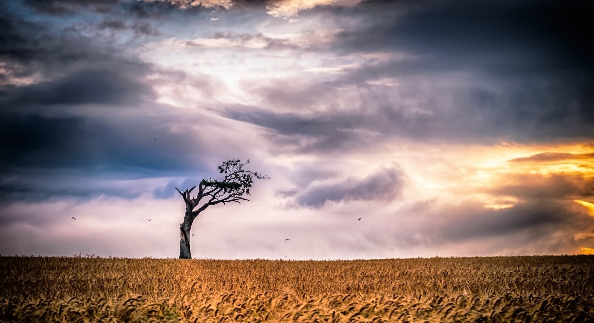 Download Cloud Sky Lonely Tree Tree Nature Summer Field Wheat HD Wallpaper