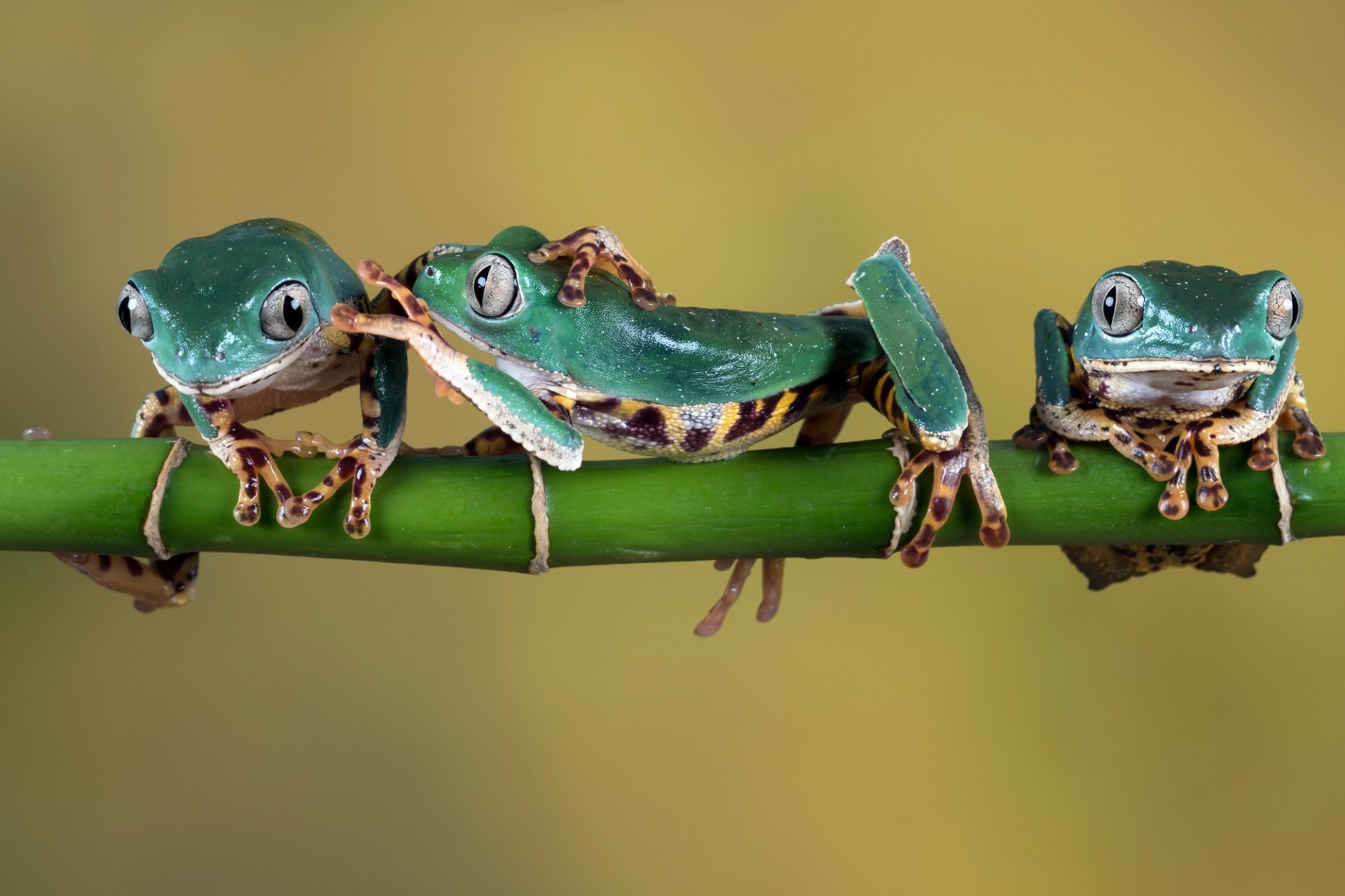 HD desktop wallpaper featuring three vibrant green frogs, perched on a slender bamboo branch against a soft blurred background, highlighting amphibian beauty.