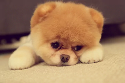 HD wallpaper of a cute Pomeranian puppy resting on a carpet. The baby animal has a fluffy coat and appears calm and relaxed. Perfect background for pet lovers.