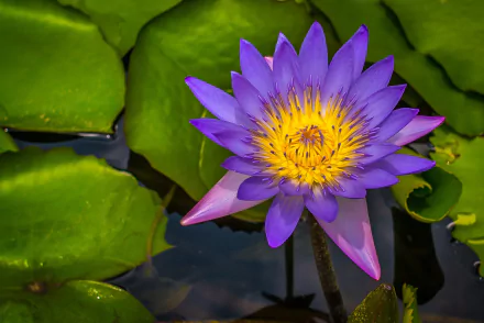  Lotus Flower
