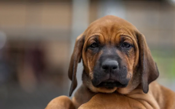 hound puppy baby animal muzzle Animal dog HD Desktop Wallpaper | Background Image