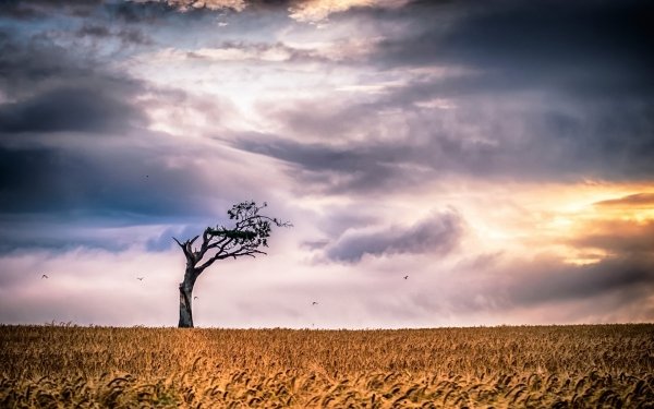 Nature Wheat Field Summer Tree Lonely Tree Sky Cloud HD Wallpaper | Background Image