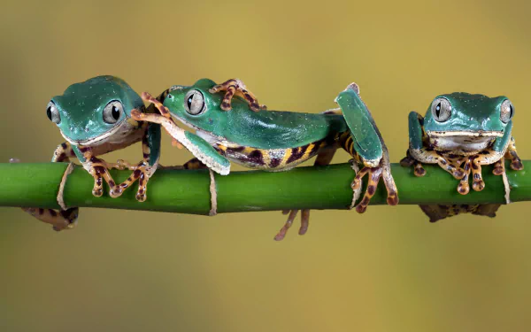 HD desktop wallpaper featuring three vibrant green frogs, perched on a slender bamboo branch against a soft blurred background, highlighting amphibian beauty.