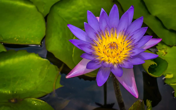  Lotus Flower