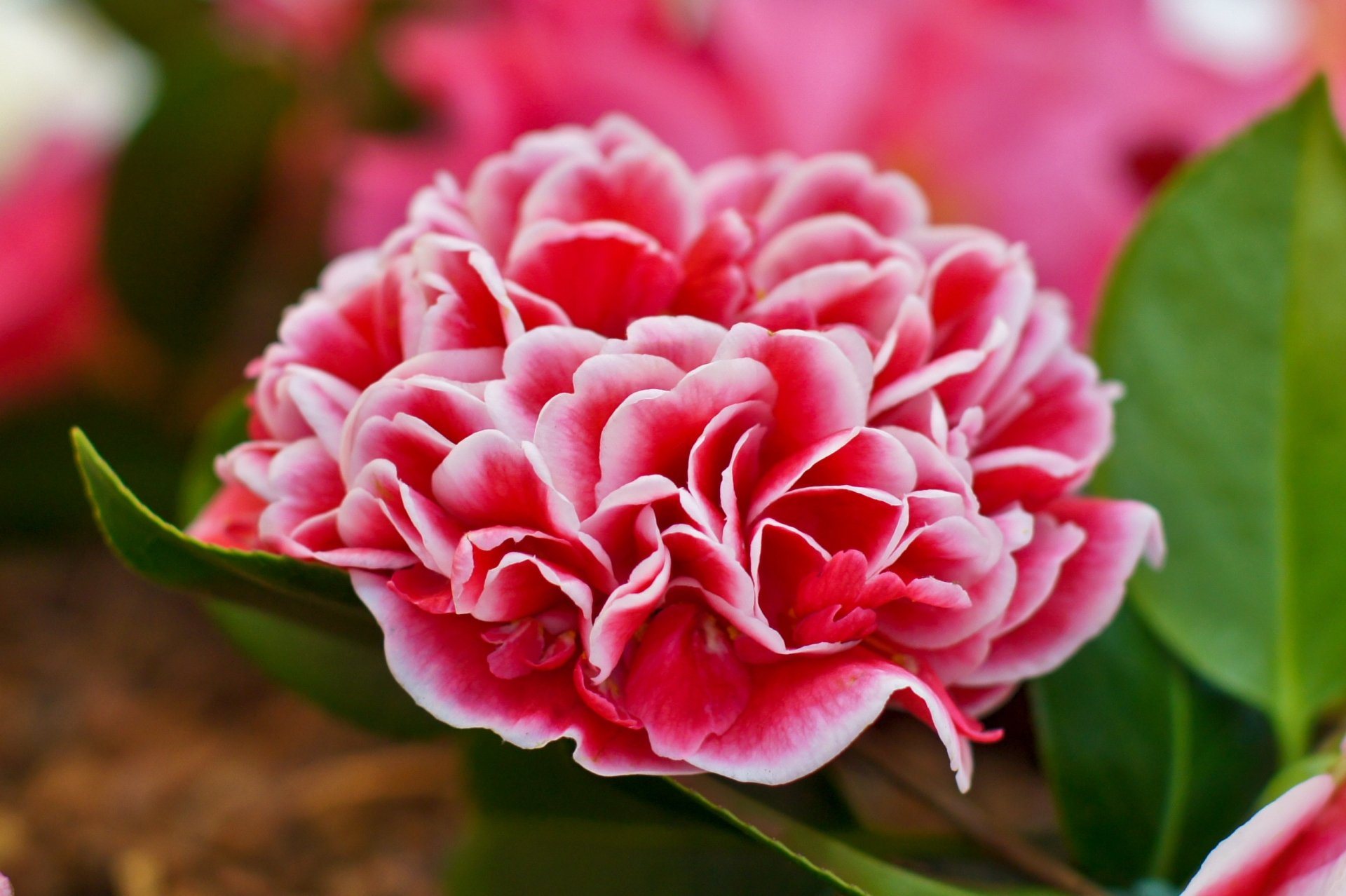 Download Flower Pink Flower Macro Nature Camellia HD Wallpaper