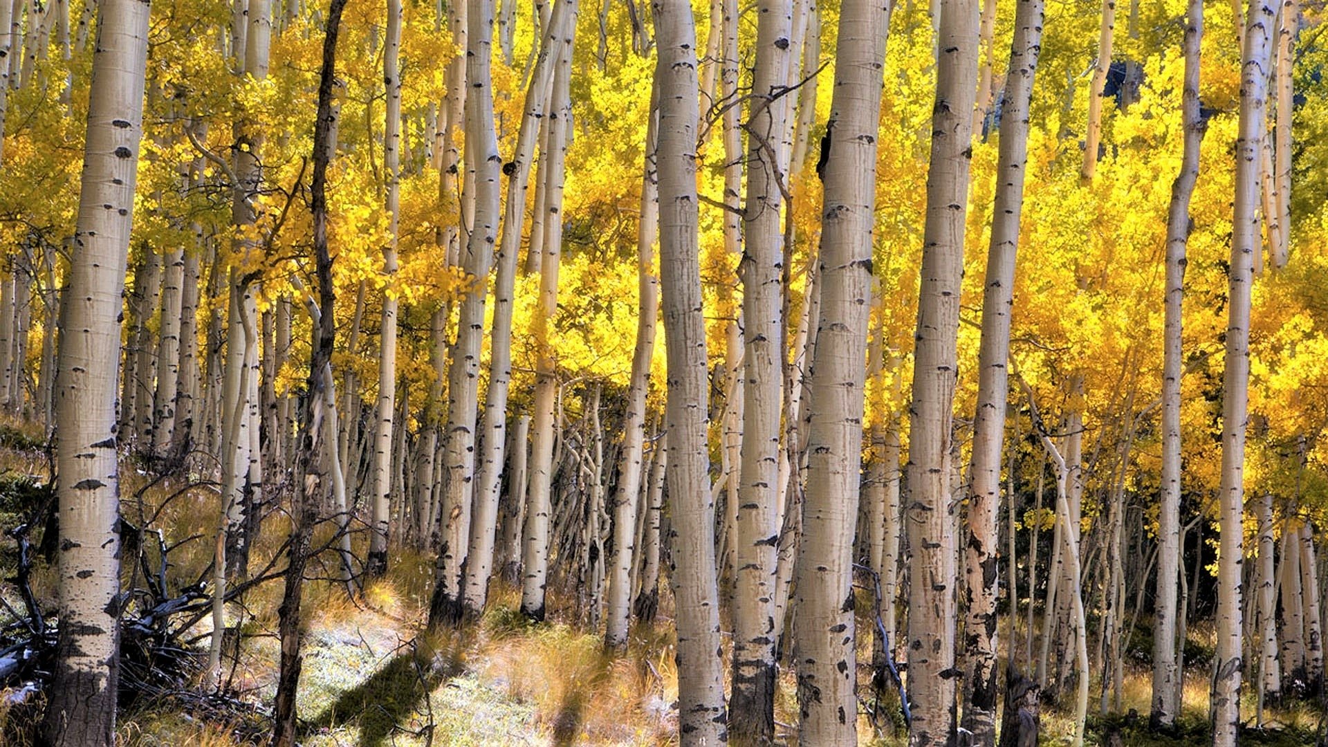 Birch Forest in Autumn HD Wallpaper | Background Image  