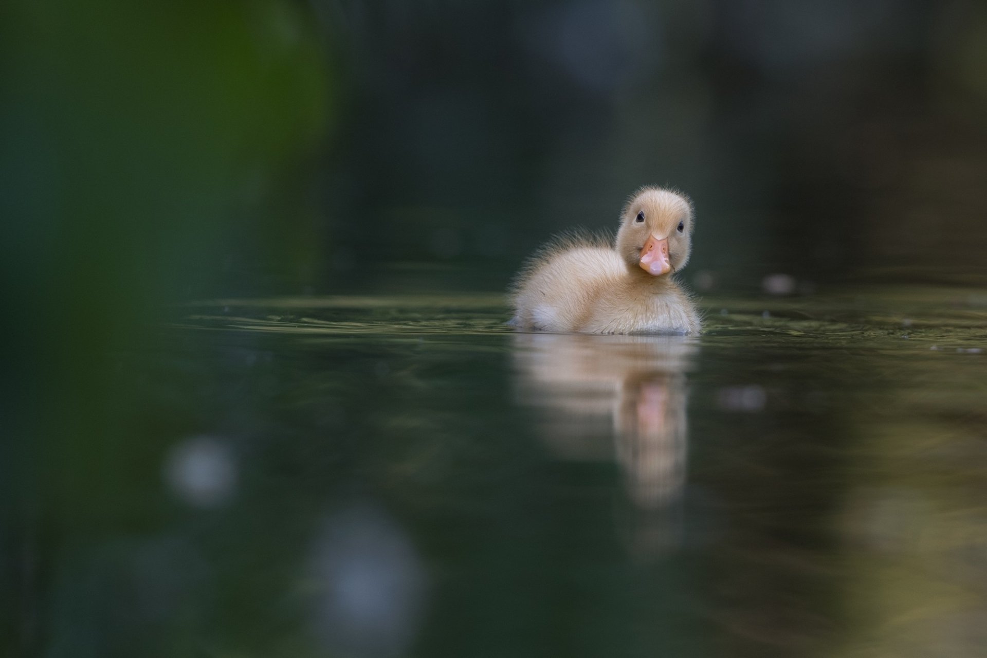 Animal Duck HD Wallpaper