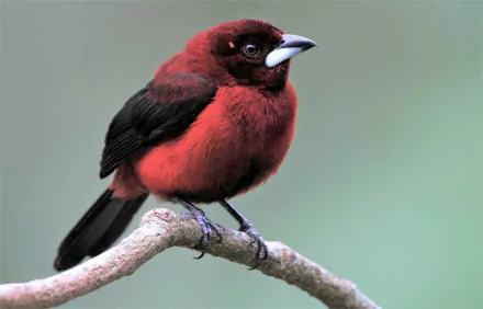  Male Crimson-backed tanager by Eric Gofreed