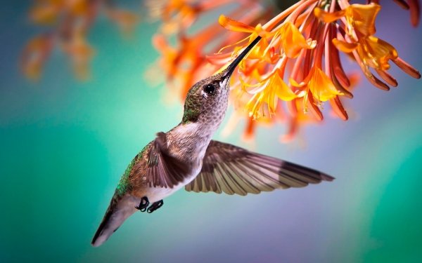 Animal Hummingbird Birds Hummingbirds Bird Macro Orange Flower HD Wallpaper | Background Image