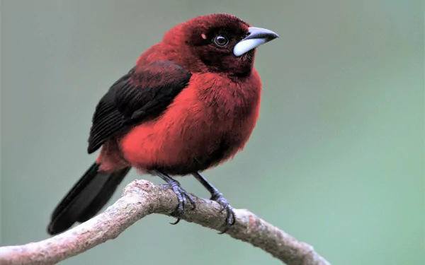  Male Crimson-backed tanager by Eric Gofreed