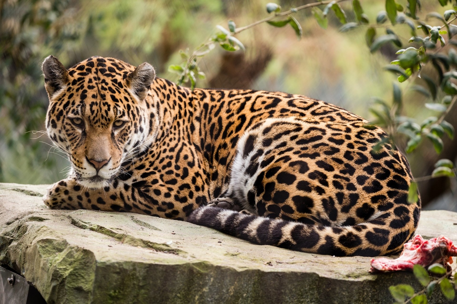 Animal Jaguar HD Wallpaper