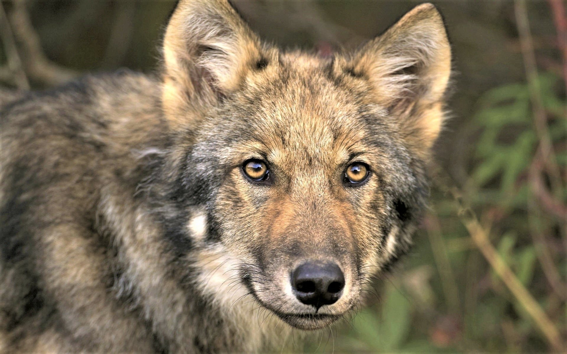 Download Face Animal Wolf HD Wallpaper