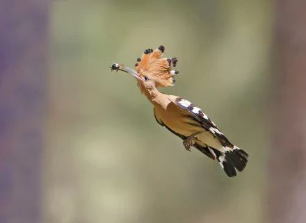 A vibrant hoopoe bird in mid-flight holding an insect, captured in high definition as a detailed PC desktop wallpaper background.