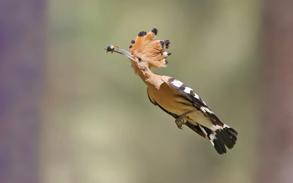 A vibrant hoopoe bird in mid-flight holding an insect, captured in high definition as a detailed PC desktop wallpaper background.