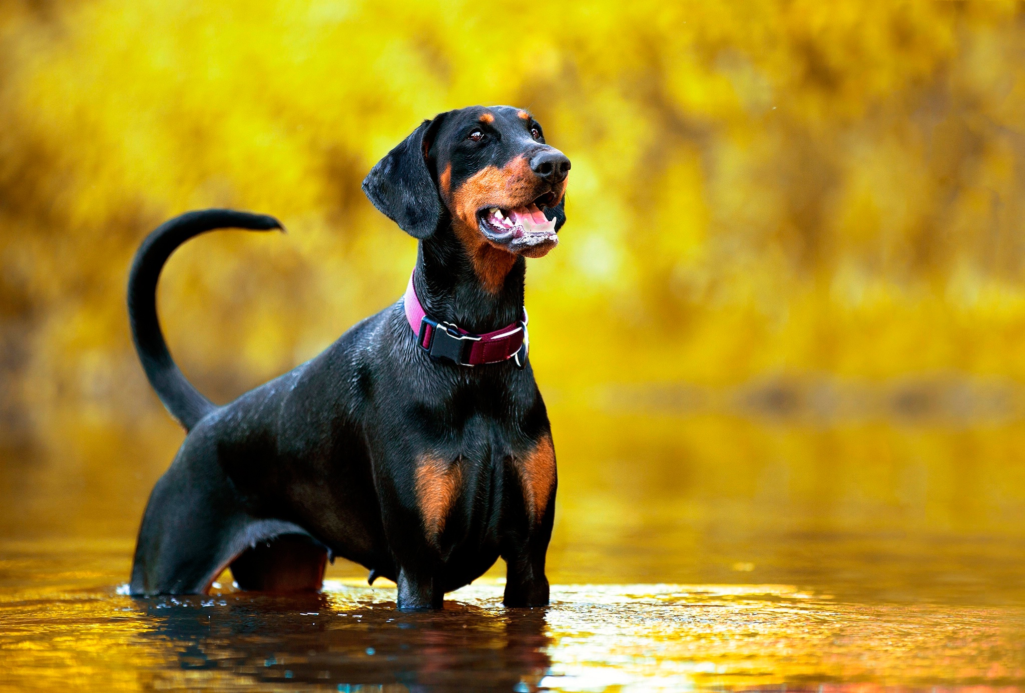 Download Water Depth Of Field Dog Animal Doberman Pinscher HD Wallpaper